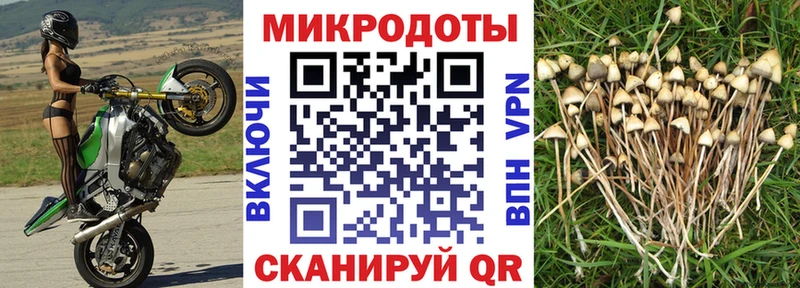 Галлюциногенные грибы Psilocybine cubensis  Северская 